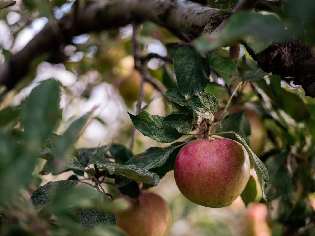 Angry Orchard: The Ultimate Hard Cider Experience